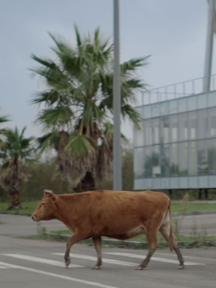 Filmstill: Eine braune Kuh läuft über eine Straße. Im Hintergrund sind Palmen zu sehen, die ein futuristisches Gebäude rahmen.