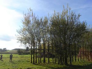 Foto: Baubotanischer Steg, Herbst 2010