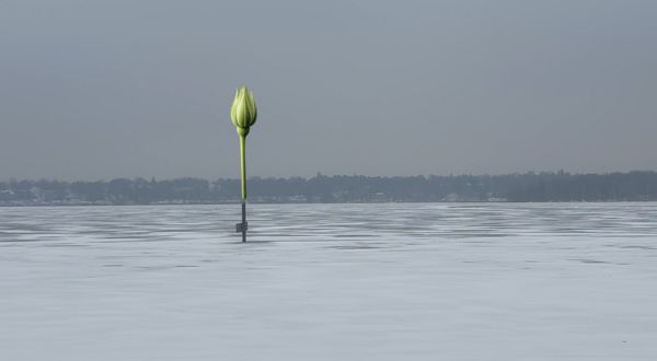 Fotomontage einer weißen Rose auf dem Wannsee