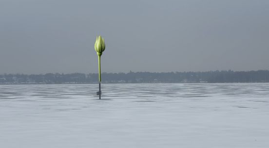 Fotomontage einer weißen Rose auf dem Wannsee
