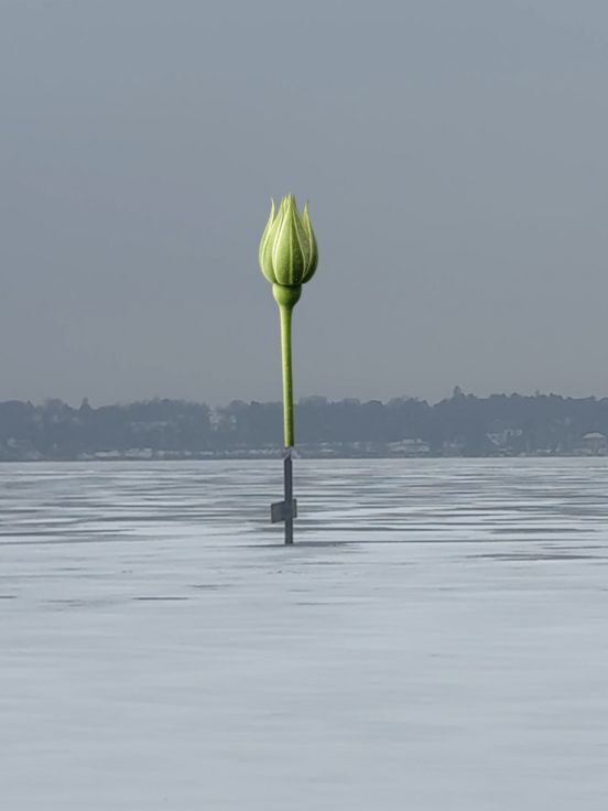 Fotomontage einer weißen Rose auf dem Wannsee