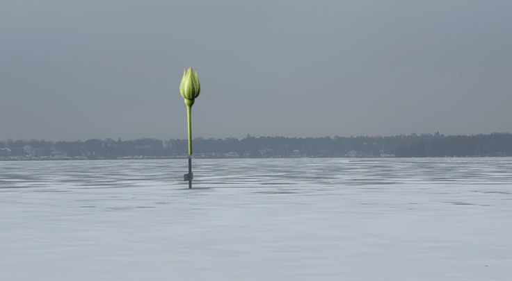 Fotomontage einer weißen Rose auf dem Wannsee