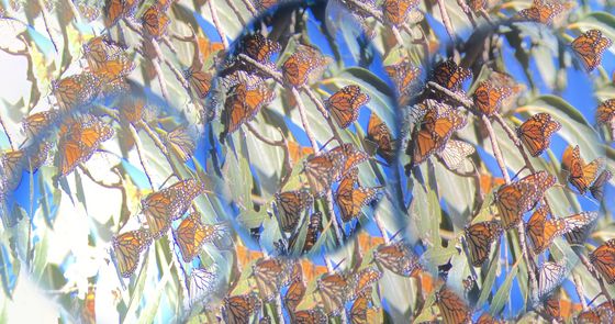 Videoarbeit Search for Life I