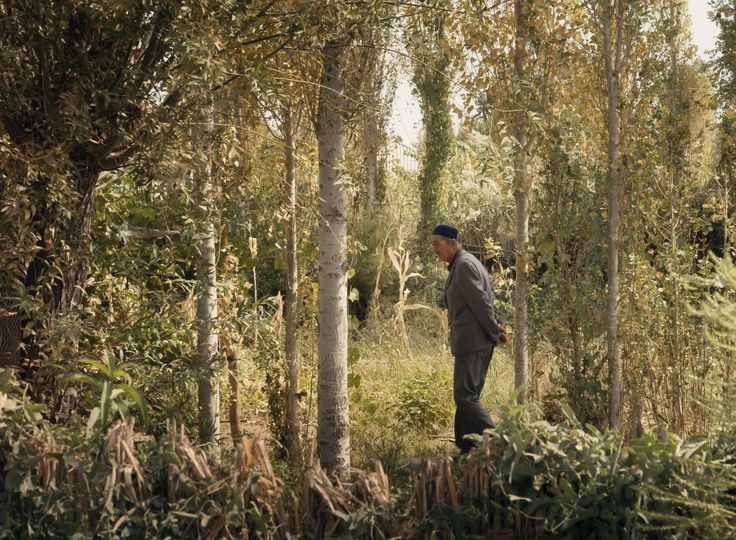Film still: An elderly person walks, hands clasped behind their back, through a small, sun-drenched wood with dense undergrowth.