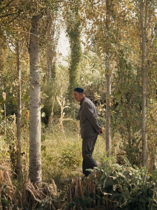 Film still: An elderly person walks, hands clasped behind their back, through a small, sun-drenched wood with dense undergrowth.