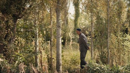 Film still: An elderly person walks, hands clasped behind their back, through a small, sun-drenched wood with dense undergrowth.