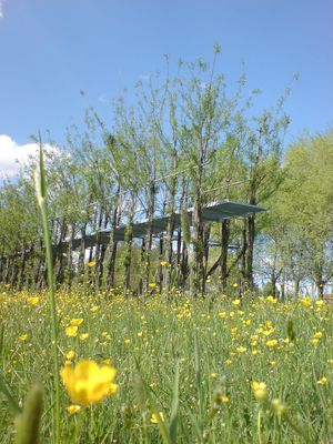 Foto: Baubotanischer Steg, Frühling 2008