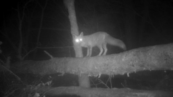 Aufnahme aus der Videoarbeit der Künstlerin Stéphanie Lagarde