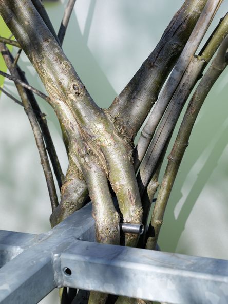 Foto: Detailansicht eines mehrgliedrigen, dünneren Baumstamms, der um eine Metallkonstruktion herum wächst.
