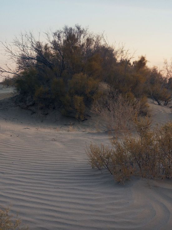 Film still: The still shows a desert-like landscape with a few bushes in the evening sun.