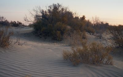 Film still: The still shows a desert-like landscape with a few bushes in the evening sun.