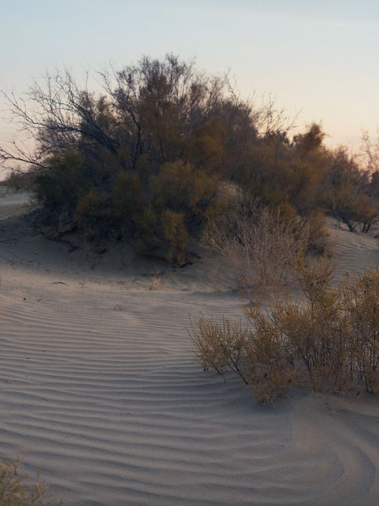 Filmstill: Das Still zeigt eine wüstenartige Landschaft mit einigen Büschen in der Abendsonne.