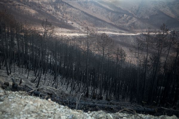 [Translate to English:] Monte Serra nach dem Waldbrand, Februar 2019