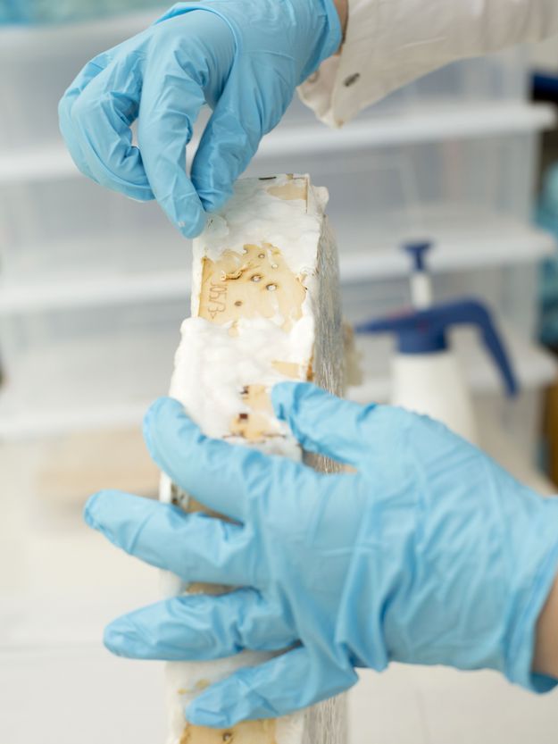 Foto: Zwei Hände in hellblauen Laborhandschuhen halten ein mit einer weißlichen Schicht überwachsenes Pilz-Bauelement.