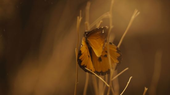 Film still: Ein extremes Nahaufnahmedetail zeigt einen orange-schwarzen Falter, der an dünnen, trockenen Grashalmen klammert. Die Szene ist in warmes, goldenes Licht getaucht, wobei der Hintergrund in einer weichen Unschärfe verschwimmt. Die Flügel des Schmetterlings sind teilweise zusammengeklappt, und der Fokus liegt scharf auf der Textur der Flügel und den filigranen Stielen.