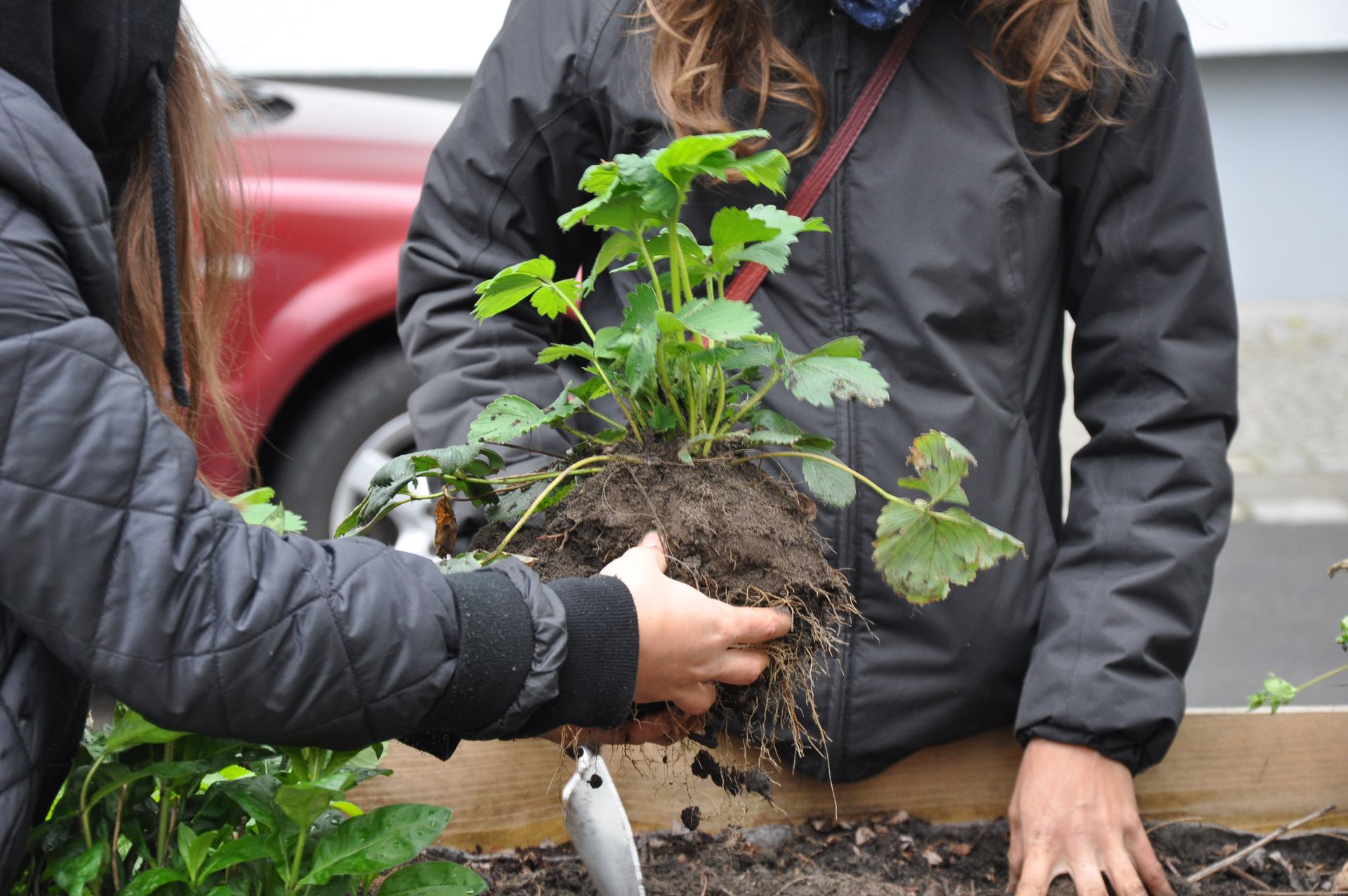 Community Garden, © Michaela Englert Community Garden, © Michaela Englert