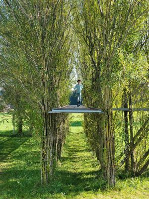 Foto: Baubotanischer Steg, Sommer 2011