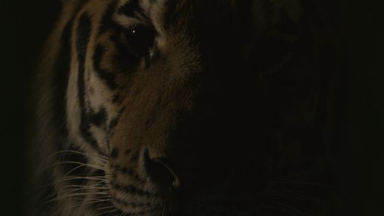 Saodat Ismailova, The Haunted, film still, 2017, © saodatismailova, Courtesy Saodat Ismailova