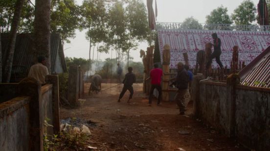 Video still: A group of people stand between single-storey houses and pull an ox with a rope.
