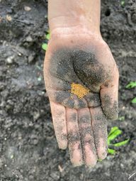 Eine Hand mit dunklem Sand auf der Handfläche