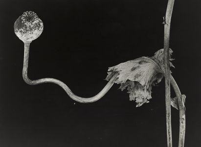 Folkwang-Auriga Verlag, Unbekannt*r Fotograf*in, Papaveraceae. Papaver somniferum, Gartenmohn, Samenkapsel, um 1930 © Rechtsnachfolge unbekannt, Repro: Anja Elisabeth Witte Folkwang-Auriga Verlag, Unbekannt*r Fotograf*in, Papaveraceae. Papaver somniferum, Gartenmohn, Samenkapsel, um 1930 © Rechtsnachfolge unbekannt, Repro: Anja Elisabeth Witte