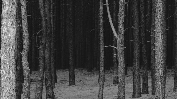 Video still: View into a dark forest. The black and white photograph shown in the video is exposed in such a way that the background of the forest almost looks like snow.