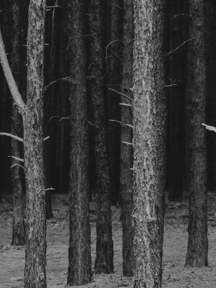 Video still: View into a dark forest. The black and white photograph shown in the video is exposed in such a way that the background of the forest almost looks like snow.