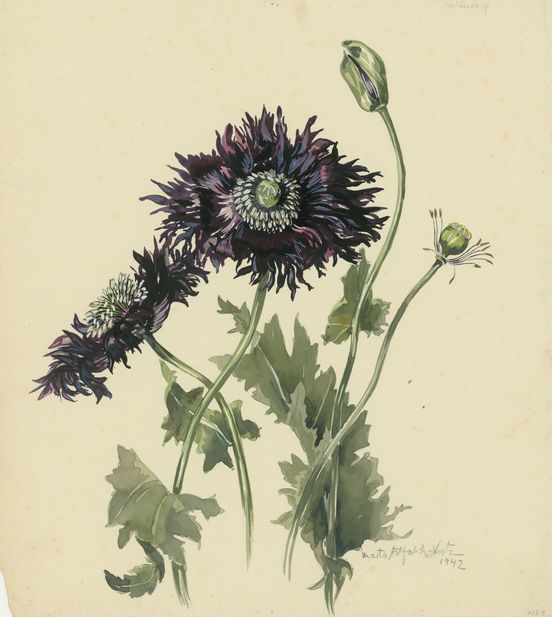 Artwork: The watercolour shows a poppy plant with dark purple flowers on cream-coloured paper.