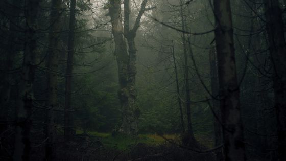 Still from the video work by artist Rob Crosse