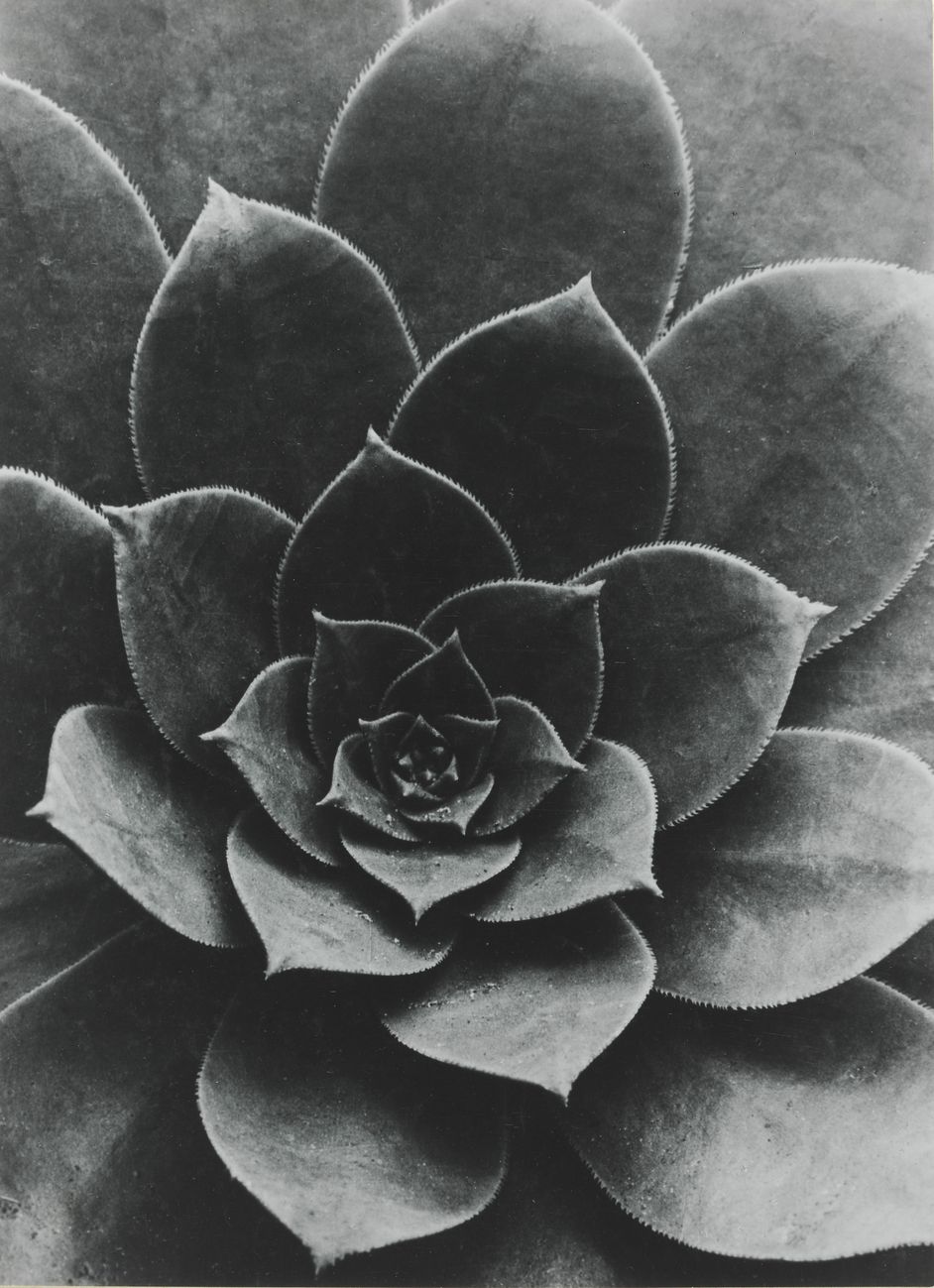 Fotografie von Albert Renger-Patzsch, Silbergelatinepapier, 23,4 x 17 cm