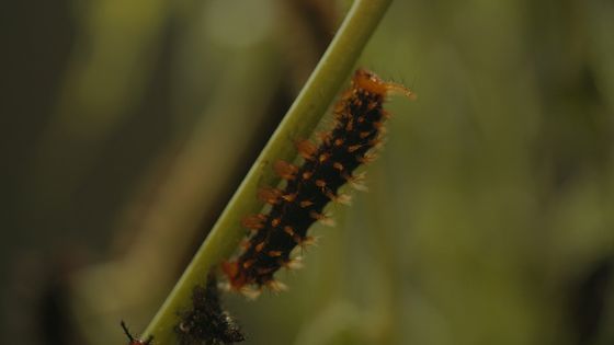 Videoarbeit Search for Life I