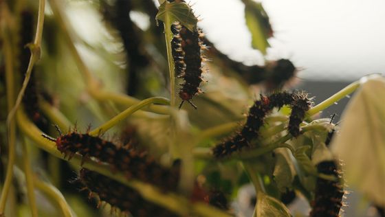 Videoarbeit Search for Life I