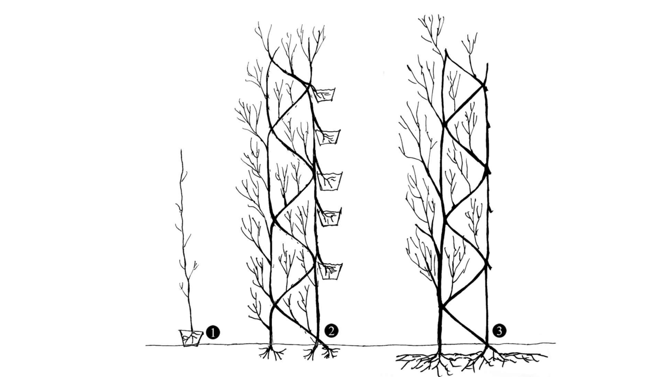 Schematische Darstellung des Prinzips der Pflanzenaddition