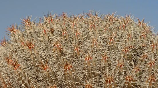 Film still: Close-up of the upper side of a prickly cactus against a mid-blue background.