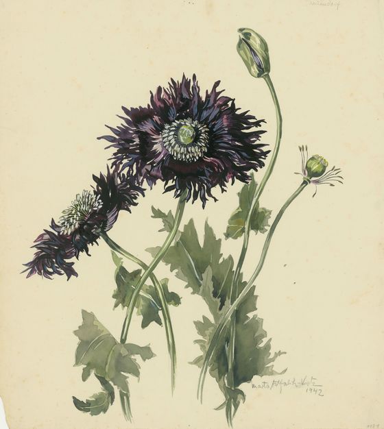 Marta Astfalck-Vietz, Poppy, c. 1942, © VG Bild-Kunst, Bonn 2025