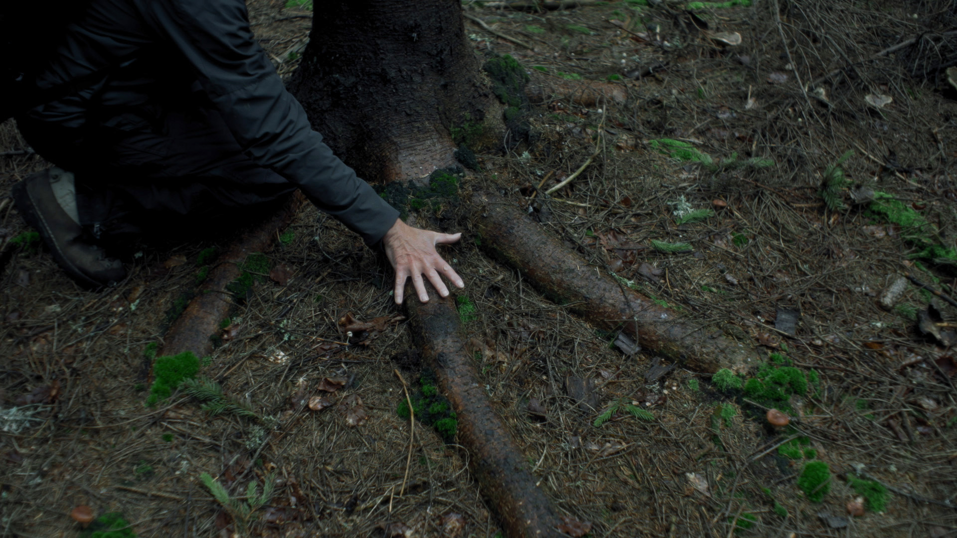 Rob Crosse, Wood for the Trees, 2023, © Rob Crosse Still from the video work by artist Rob Crosse